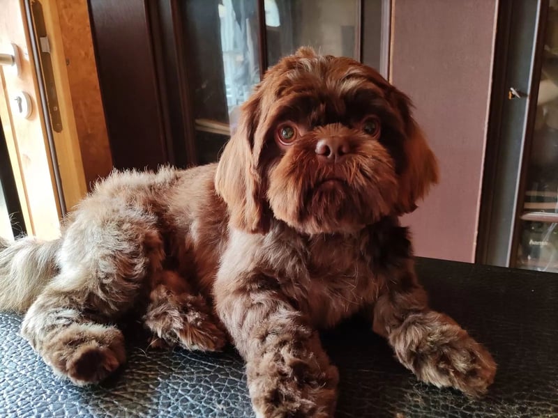 Shih Tzu Deckrüde, kein Verkauf