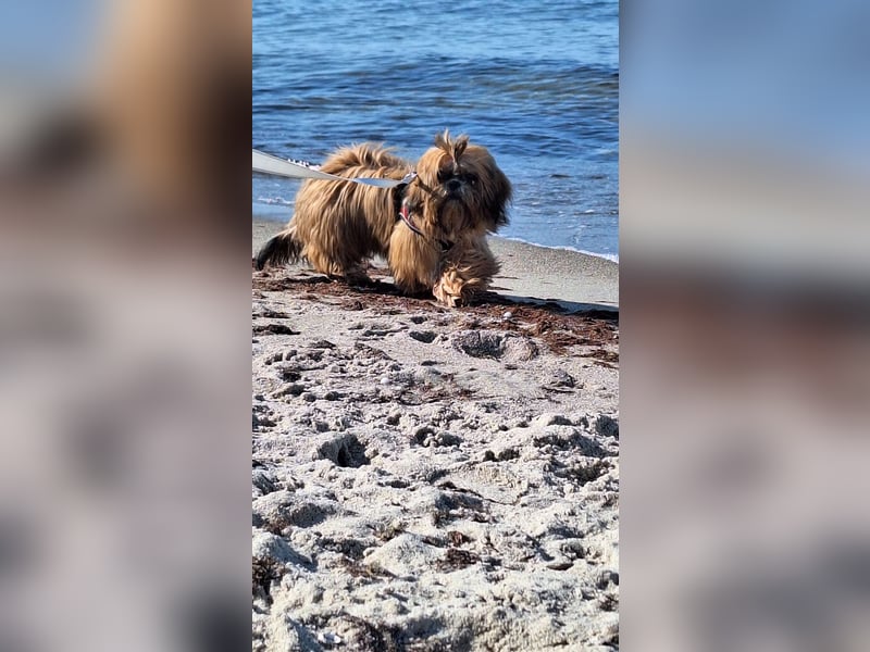 Shih Tzu Deckrüde, kein Verkauf