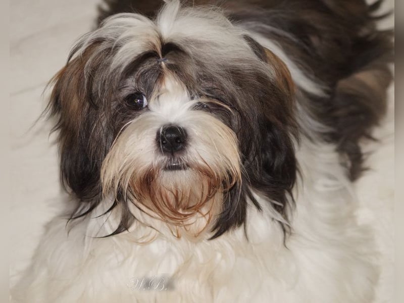 Shih Tzu Mix  / noch zwei Rüdenwelpen