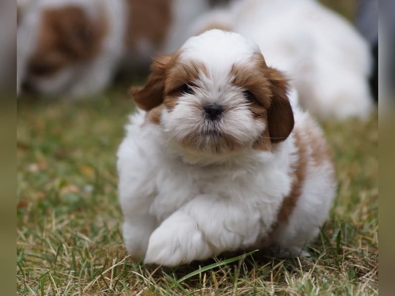 Shih Tzu Mixies