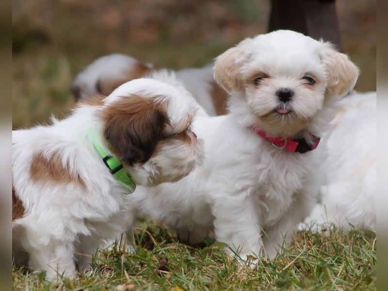 Shih Tzu Mixies