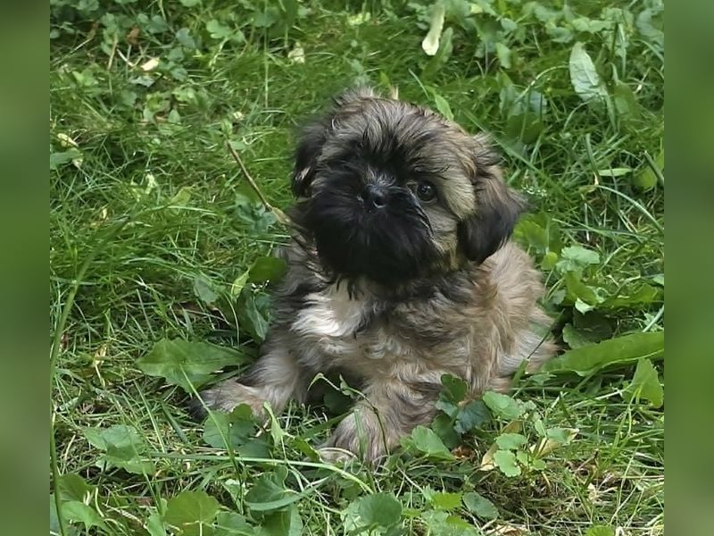 Shih Tzu Mix  / noch zwei Rüdenwelpen