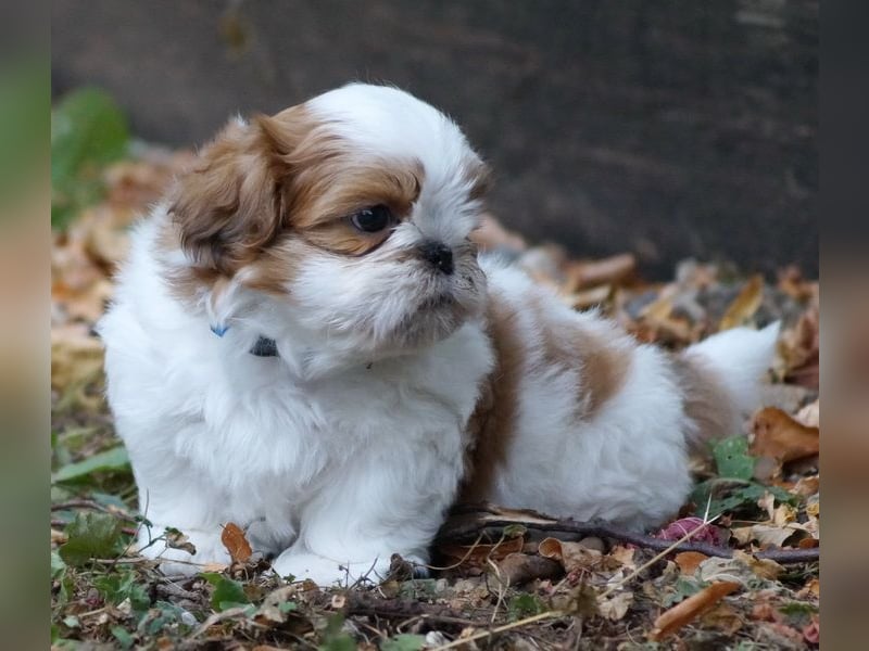 Shih Tzu Mixies