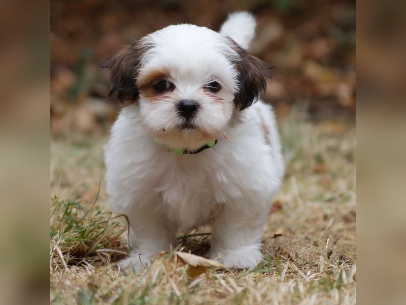Shih Tzu Mixies