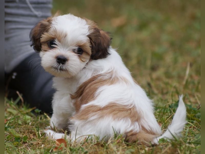 Shih Tzu Mixies