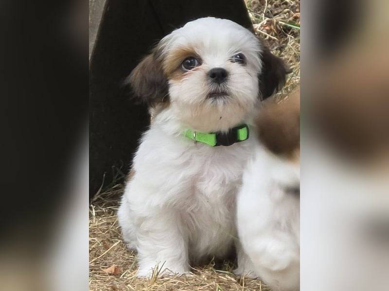 Shih Tzu Mixies