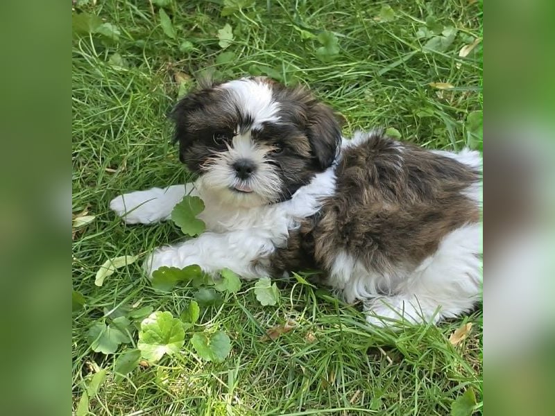 Shih Tzu Mix  / noch zwei Rüdenwelpen