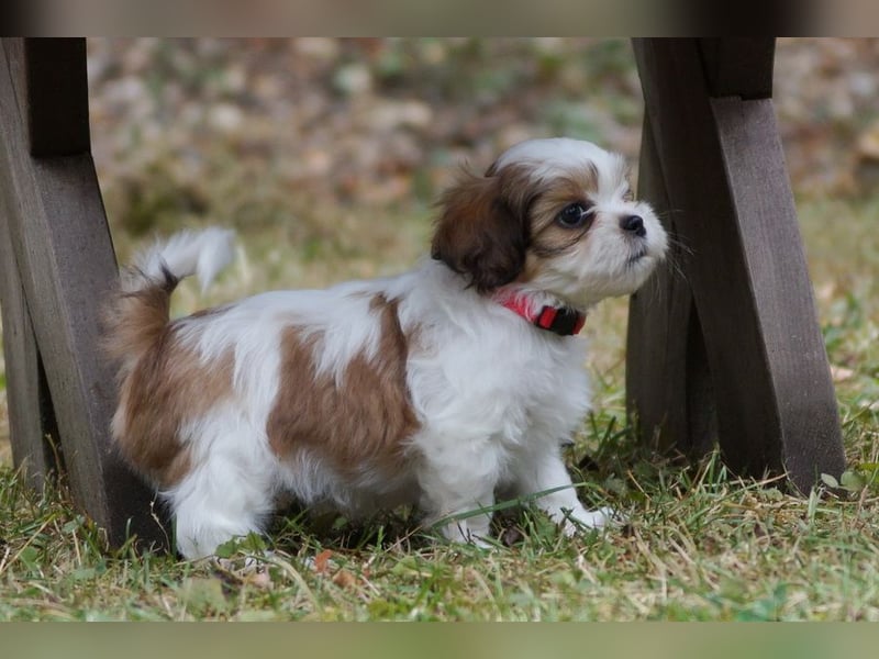 Shih Tzu Mixies