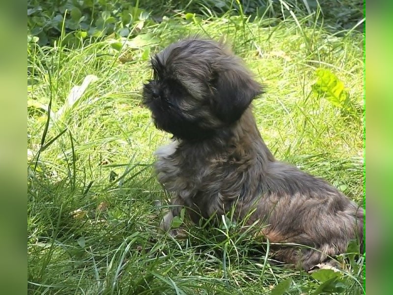 Shih Tzu Mix  / noch zwei Rüdenwelpen