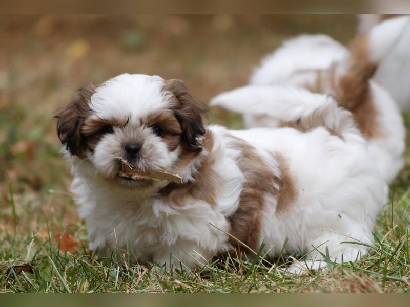 Shih Tzu Mixies