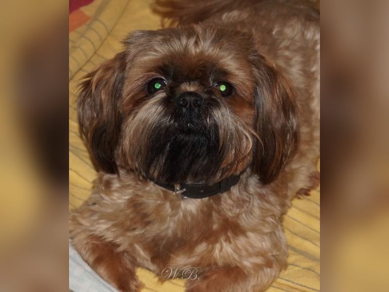 Shih Tzu Mix  / noch zwei Rüdenwelpen