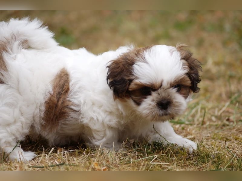 Shih Tzu Mixies