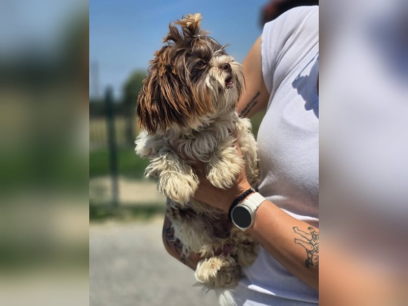 Kobi, kleine Schönheit sucht ihr Heim