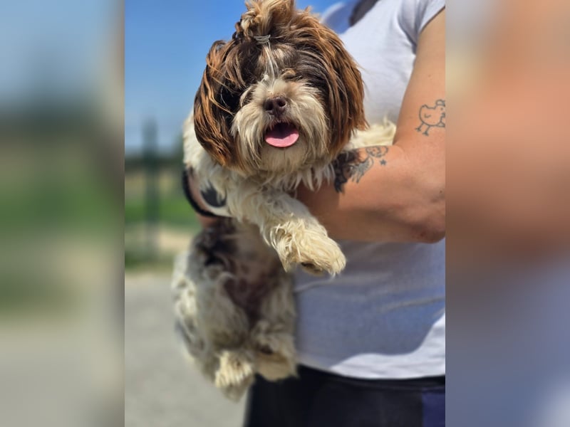 Kobi, kleine Schönheit sucht ihr Heim