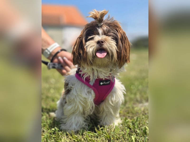 Kobi, kleine Schönheit sucht ihr Heim