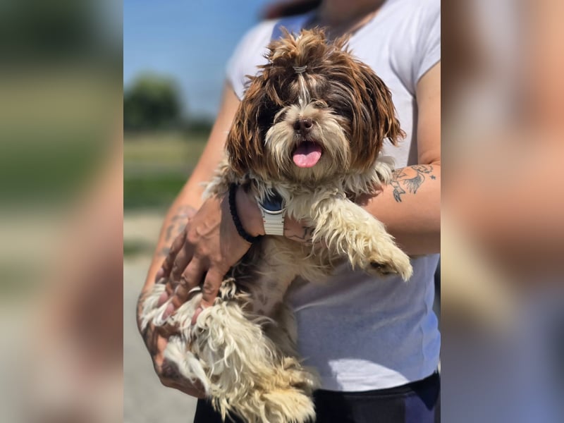 Kobi, kleine Schönheit sucht ihr Heim