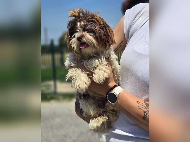 Kobi, kleine Schönheit sucht ihr Heim