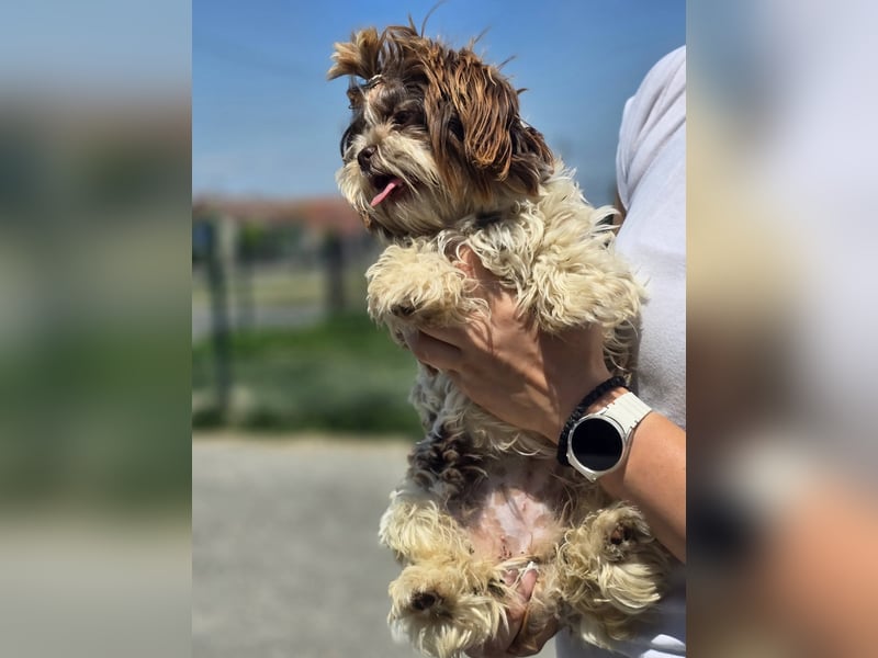 Kobi, kleine Schönheit sucht ihr Heim
