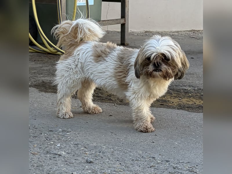 Lara - süße Shih Tzu Hündin