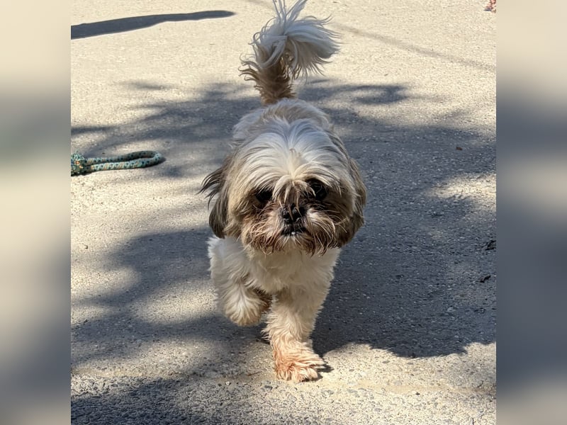 Lara - süße Shih Tzu Hündin