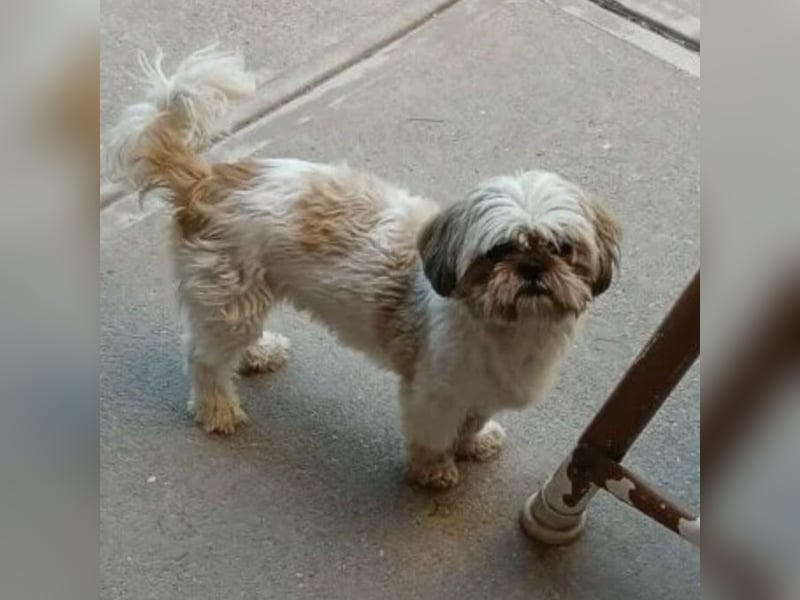 Lara - süße Shih Tzu Hündin