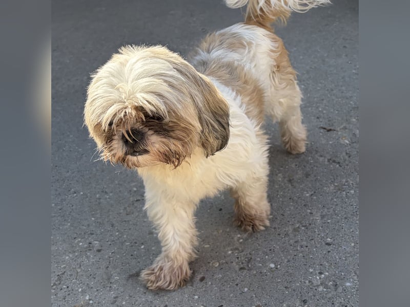 Lara - süße Shih Tzu Hündin