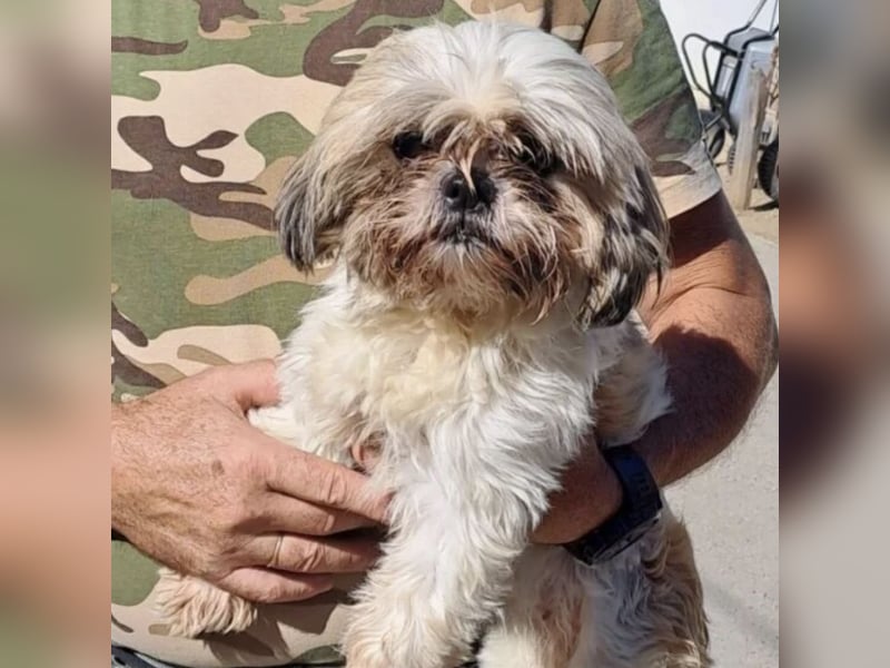 Lara - süße Shih Tzu Hündin