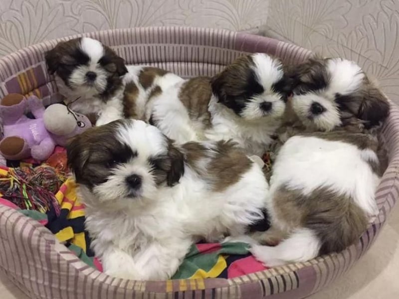 Shihpoo Welpen Shih Tzu x Pudel