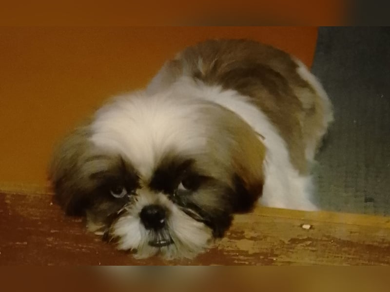 Shih-Tzu