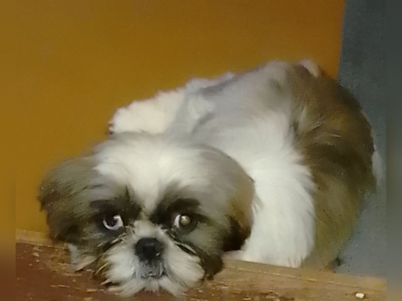 Shih-Tzu