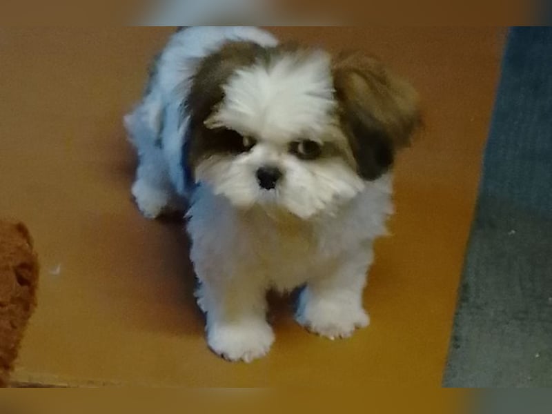 Shih-Tzu