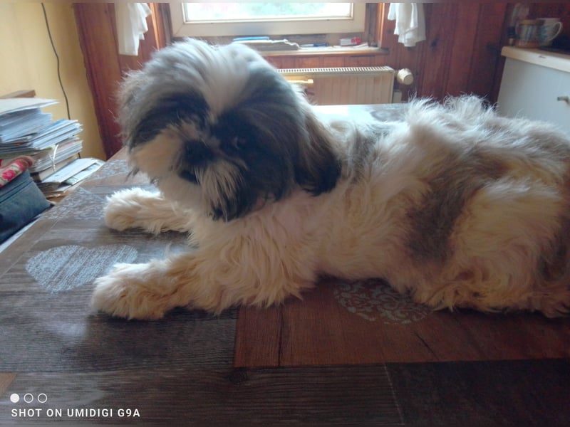 Shih-Tzu