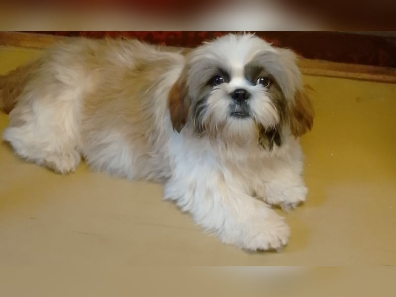 Shih-Tzu