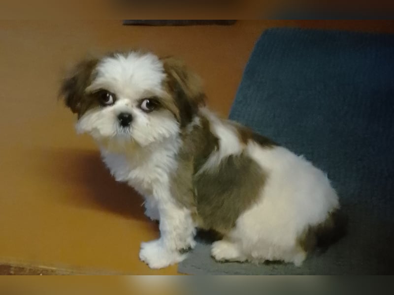 Shih-Tzu