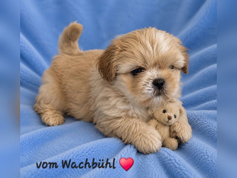 Wunderschöne Shih Tzu Welpen mit Ahnentafel