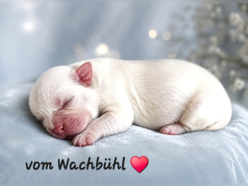 Wunderschöne Shih Tzu Rüden mit Ahnentafel