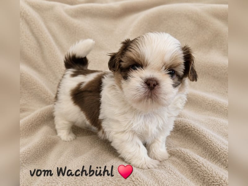 Wunderschöne Shih Tzu Welpen mit Ahnentafel