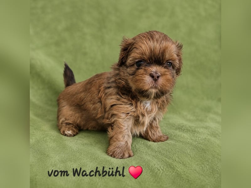 Wunderschöne Shih Tzu Welpen mit Ahnentafel