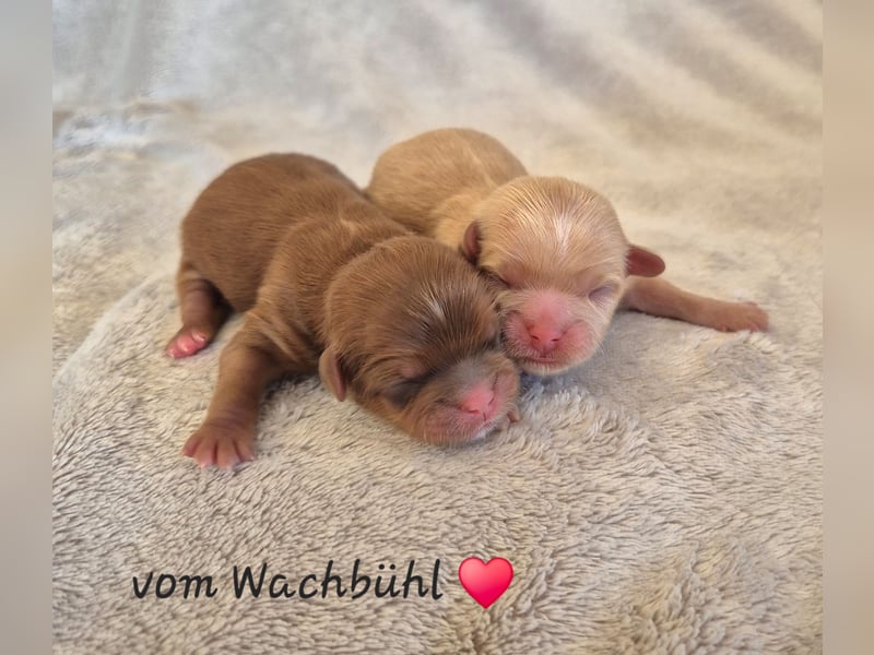 Wunderschöne Shih Tzu Welpen mit Ahnentafel