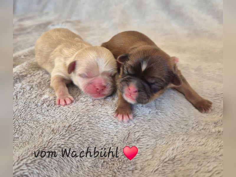 Wunderschöne Shih Tzu Welpen mit Ahnentafel