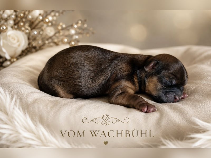 Wunderschöne Shih Tzu Rüden mit Ahnentafel