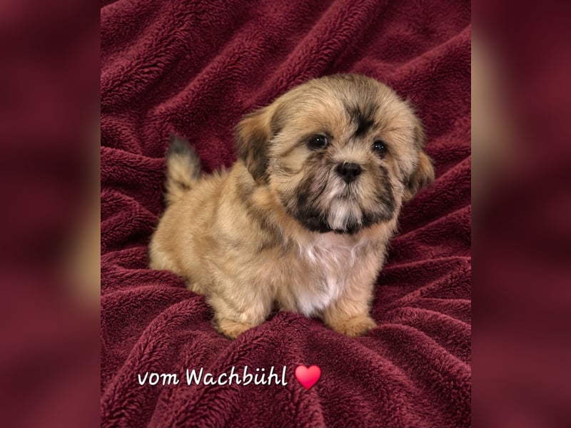 Wunderschöne Shih Tzu Hündinnen  mit Ahnentafel