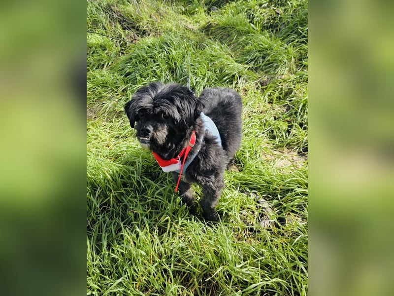 Shih-Tzu Cherry sucht ein Körbchen