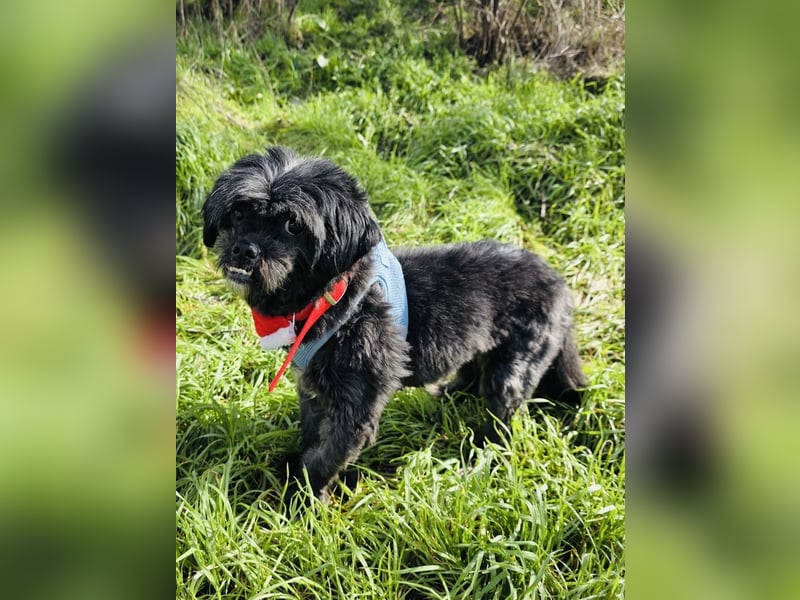 Shih-Tzu Cherry sucht ein Körbchen