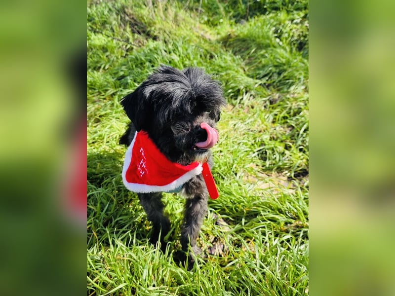 Shih-Tzu Cherry sucht ein Körbchen
