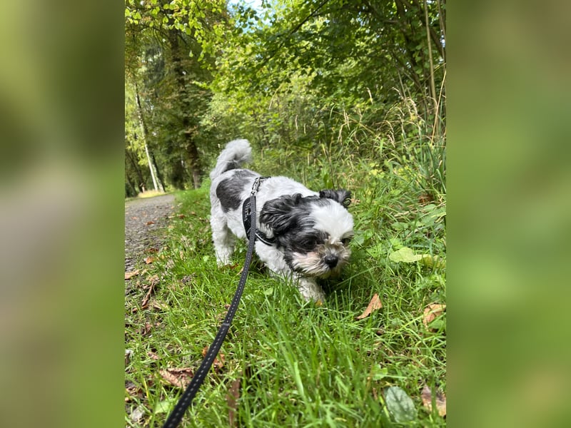 Shih-Tzu