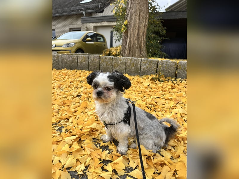 Shih-Tzu