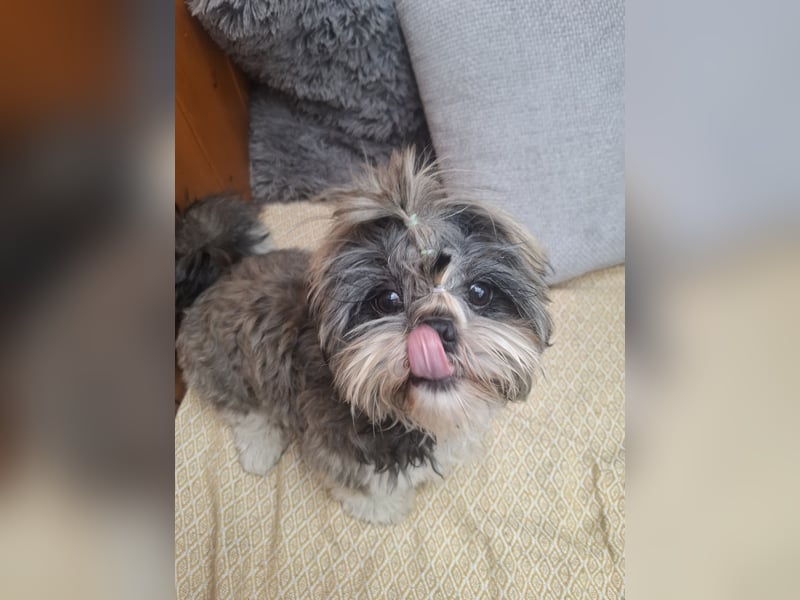 Shih Tzu Rüde