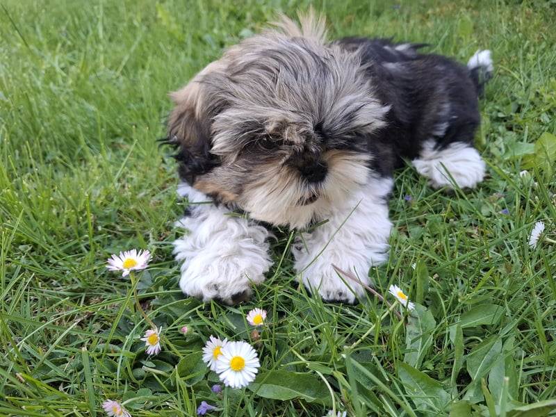 Shih Tzu Rüde