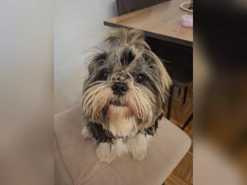 Shih Tzu Rüde